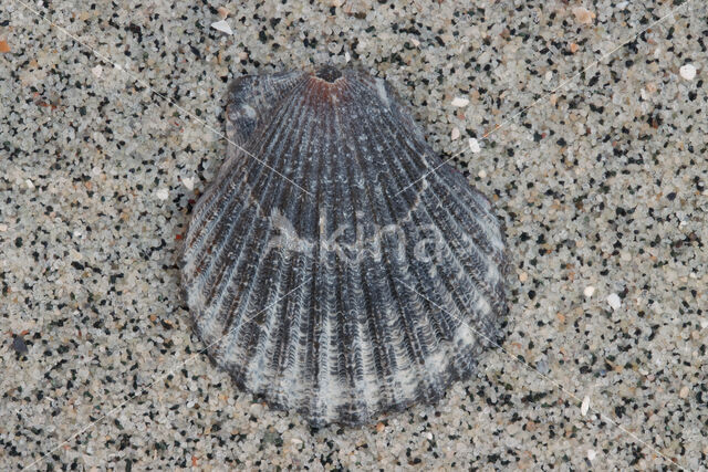 Aequipecten wagenaari