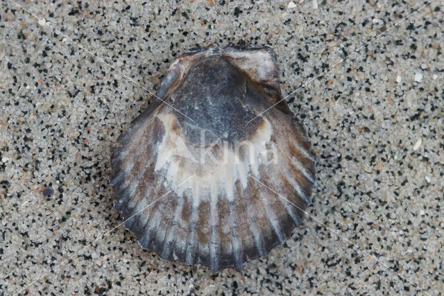 Aequipecten wagenaari
