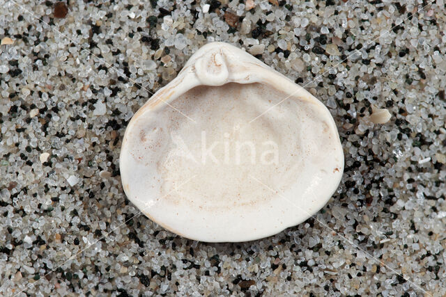 Varicorbula gibba