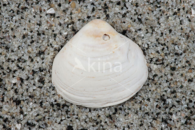 Varicorbula gibba