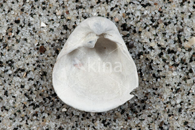Varicorbula brabantica