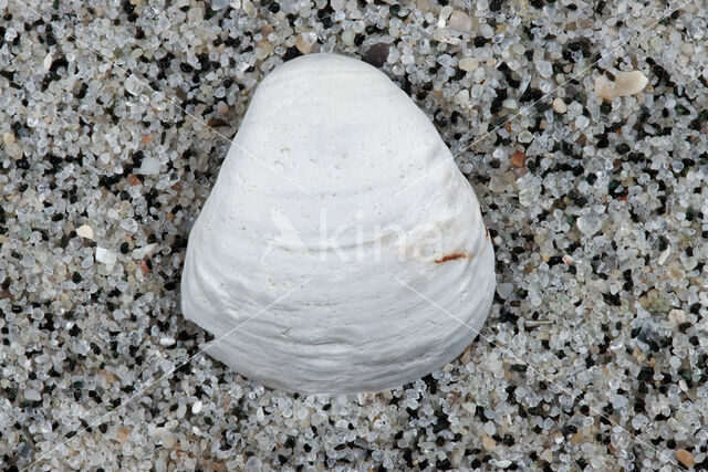 Varicorbula brabantica