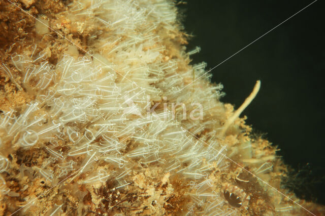 Clavelina lepadiformis