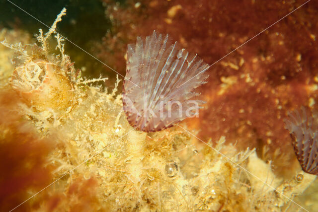 Bispira polyomma