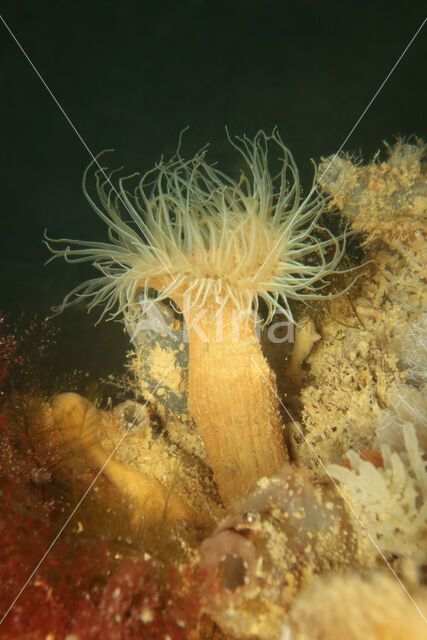 Plumose anemone (Metridium senile)