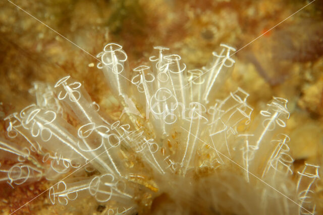 Clavelina lepadiformis