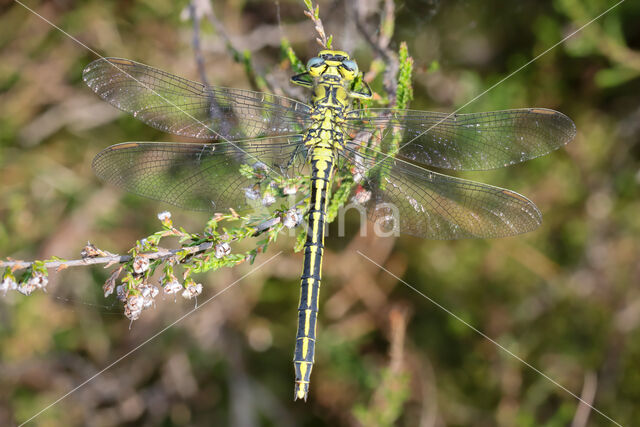 Plasrombout (Gomphus pulchellus)