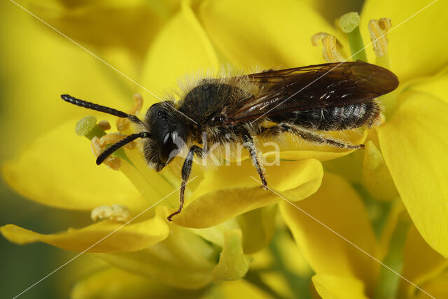 Andrena lagopus