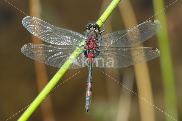 White-faced Darter (Leucorrhinia dubia)