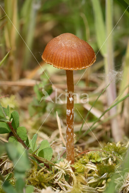 Vlokkig veenmosklokje (Galerina paludosa)