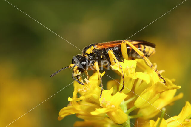 Tenthredo baetica dominiquei