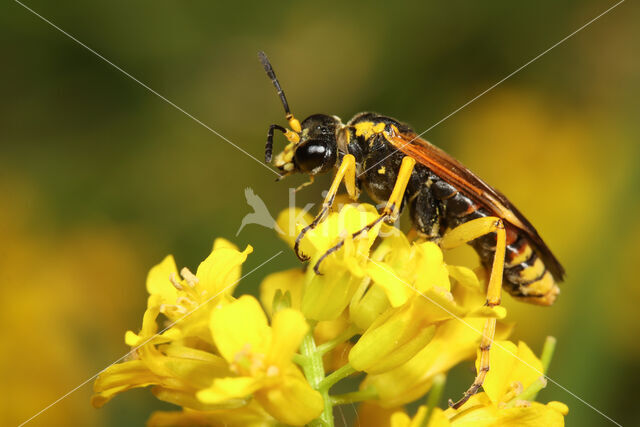 Tenthredo baetica dominiquei