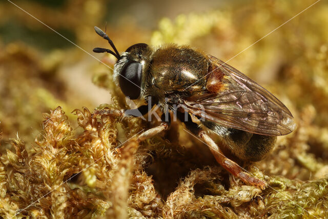 Microdon myrmicae