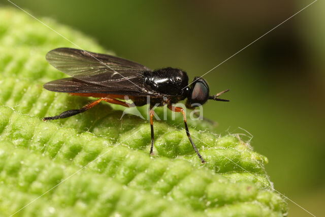 Beris clavipes