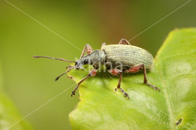 Groene bladsnuitkever (Phyllobius pomaceus)