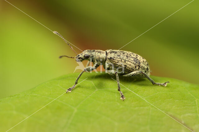 Polydrusus cervinus