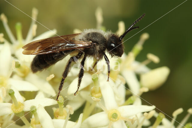 Andrena nigrospina