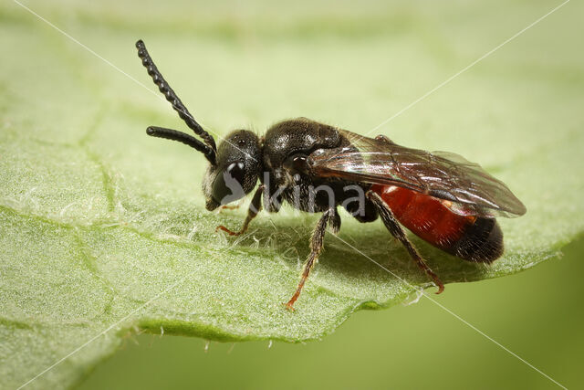 Sphecodes ferruginatus