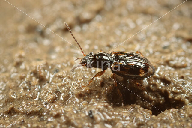 Achtvlekpriempje (Bembidion octomaculatum)