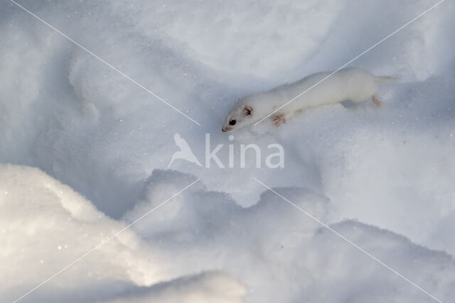 Wezel (Mustela nivalis)