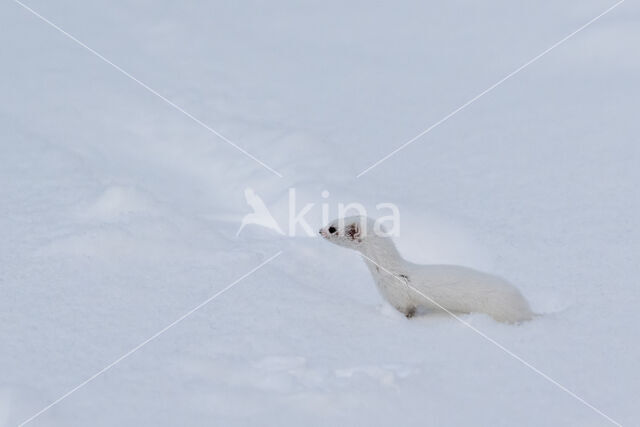 Wezel (Mustela nivalis)