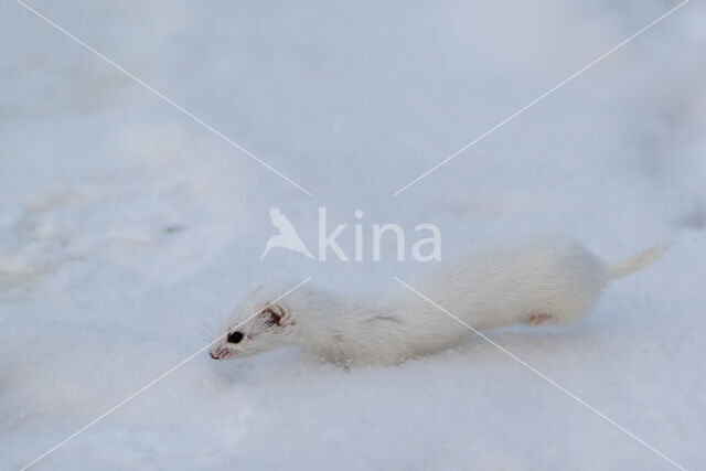 Wezel (Mustela nivalis)