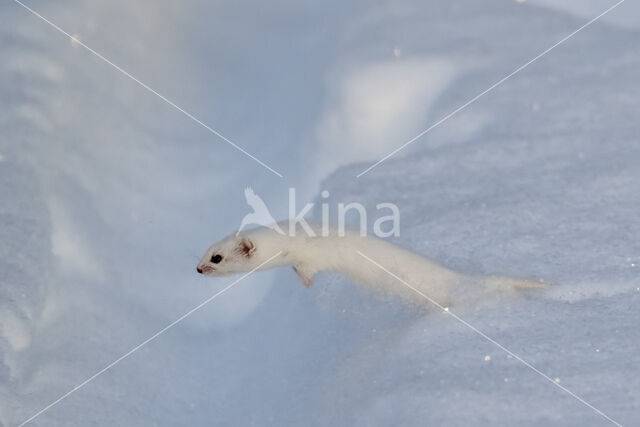 Weasel (Mustela nivalis)