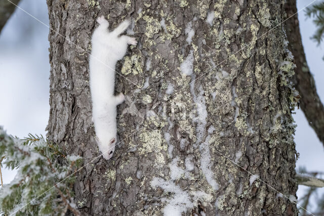 Weasel (Mustela nivalis)