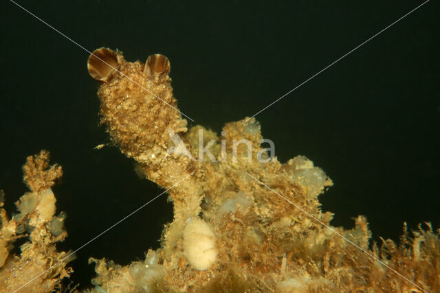 Knotszakpijp (Styela clava)