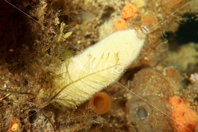 Purse sponge (Sycon ciliatum)