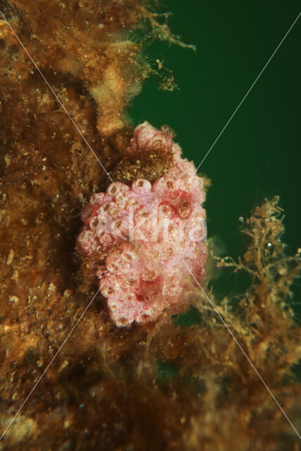 Botrylloides violaceus