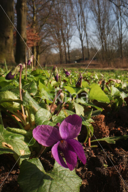 Sweet Violet (Viola odorata)