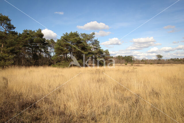 Landschotse Heide