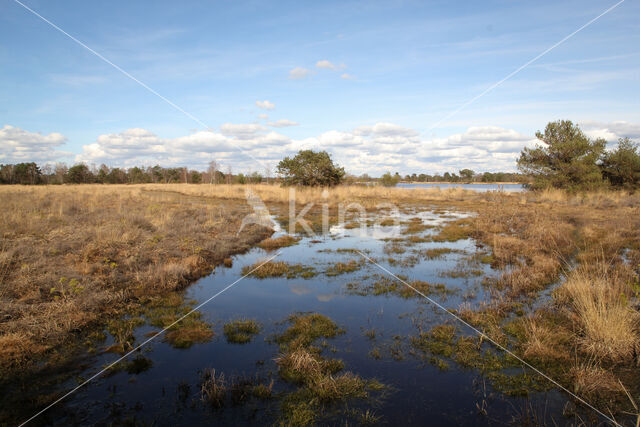 Landschotse Heide