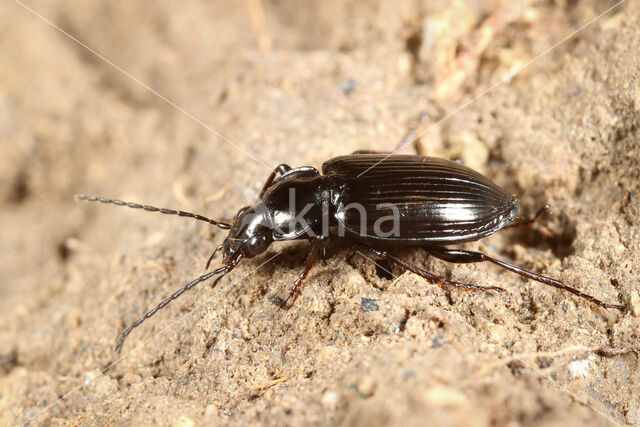 Vensnelloper (Agonum versutum)