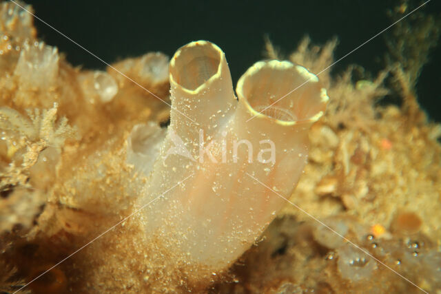 Doorschijnende Zakpijp (Ciona intestinalis)
