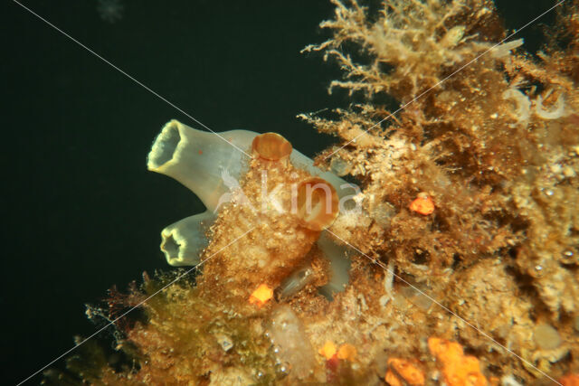 Doorschijnende Zakpijp (Ciona intestinalis)
