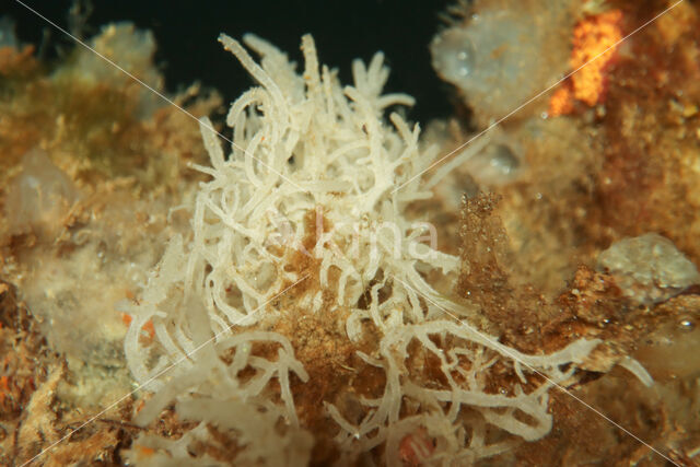Witte buisjesspons (Leucosolenia variabilis)