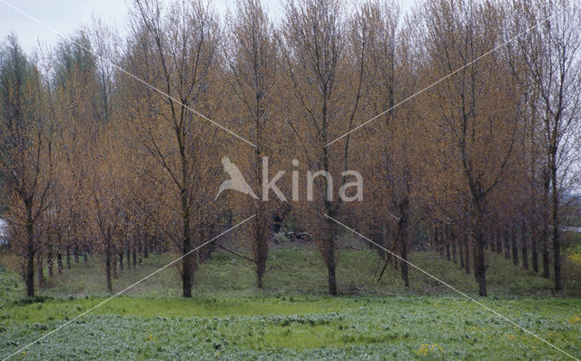 Poplar (Populus spec.)