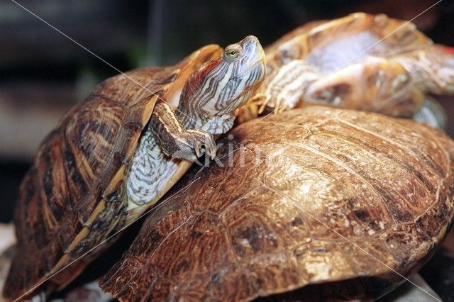 Red-Eared Slider (Trachemys scripta elegans)