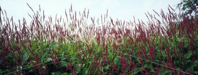 Knotweed (Polygonum amplexicaule ‘Firetail’)
