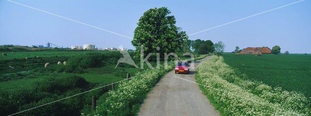 Cow Parsley (Anthriscus sylvestris)