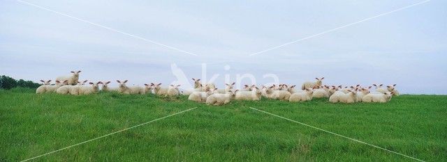 Fries Melkschaap (Ovis domesticus)