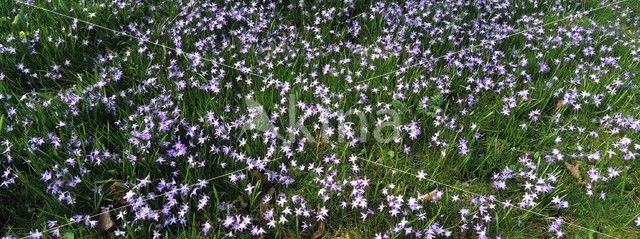 Grote sneeuwroem (Scilla siehei)