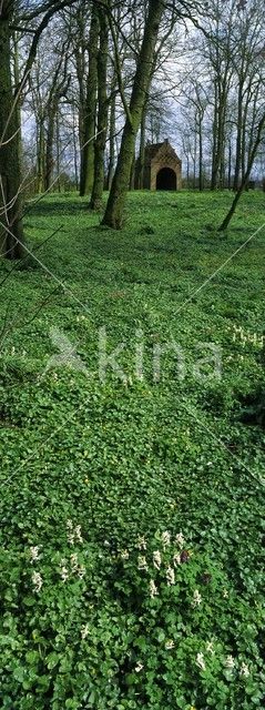 Hollow-root (Corydalis cava)