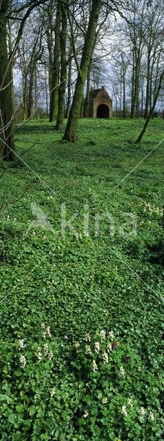 Holwortel (Corydalis cava)