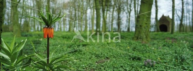 Keizerskroon (Fritillaria imperialis)