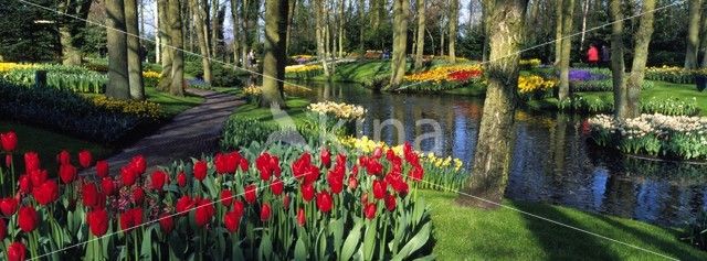 Keukenhof