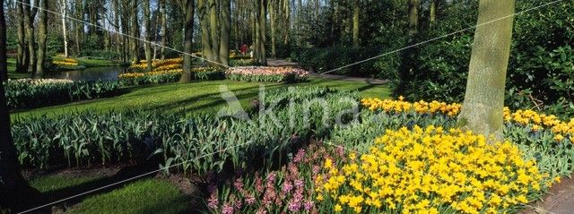 Keukenhof