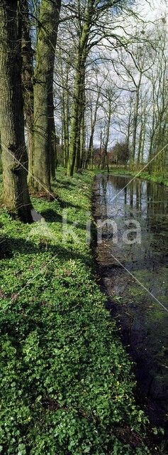 Landgoed Jongema State